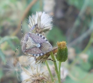 Pentatomidae: Dolycoris baccarum della Campania (BN)
